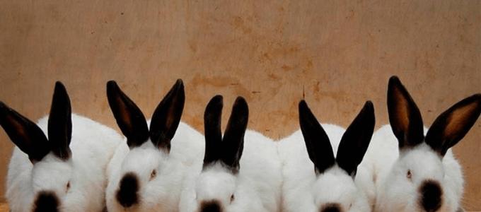 Ориентировочный бизнес-план по разведению кроликов