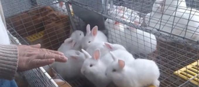 Бизнес-план разведения кроликов с расчетами Ферма по разведению и выращиванию кроликов