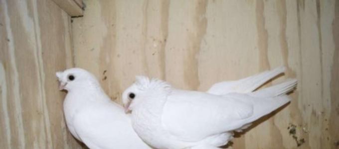 Бизнес-план разведения мясных голубей: необходимое оборудование и расчет затрат для старта
